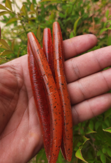5" Stick Worms Red Craw Laminate Color