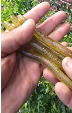 5" Stick Worms Green Glass Pumpkin Watermelon Color (8 pack)