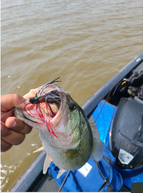 Custom Swim Jig Lure 60 Degree 5/0 Hook 1/2 oz