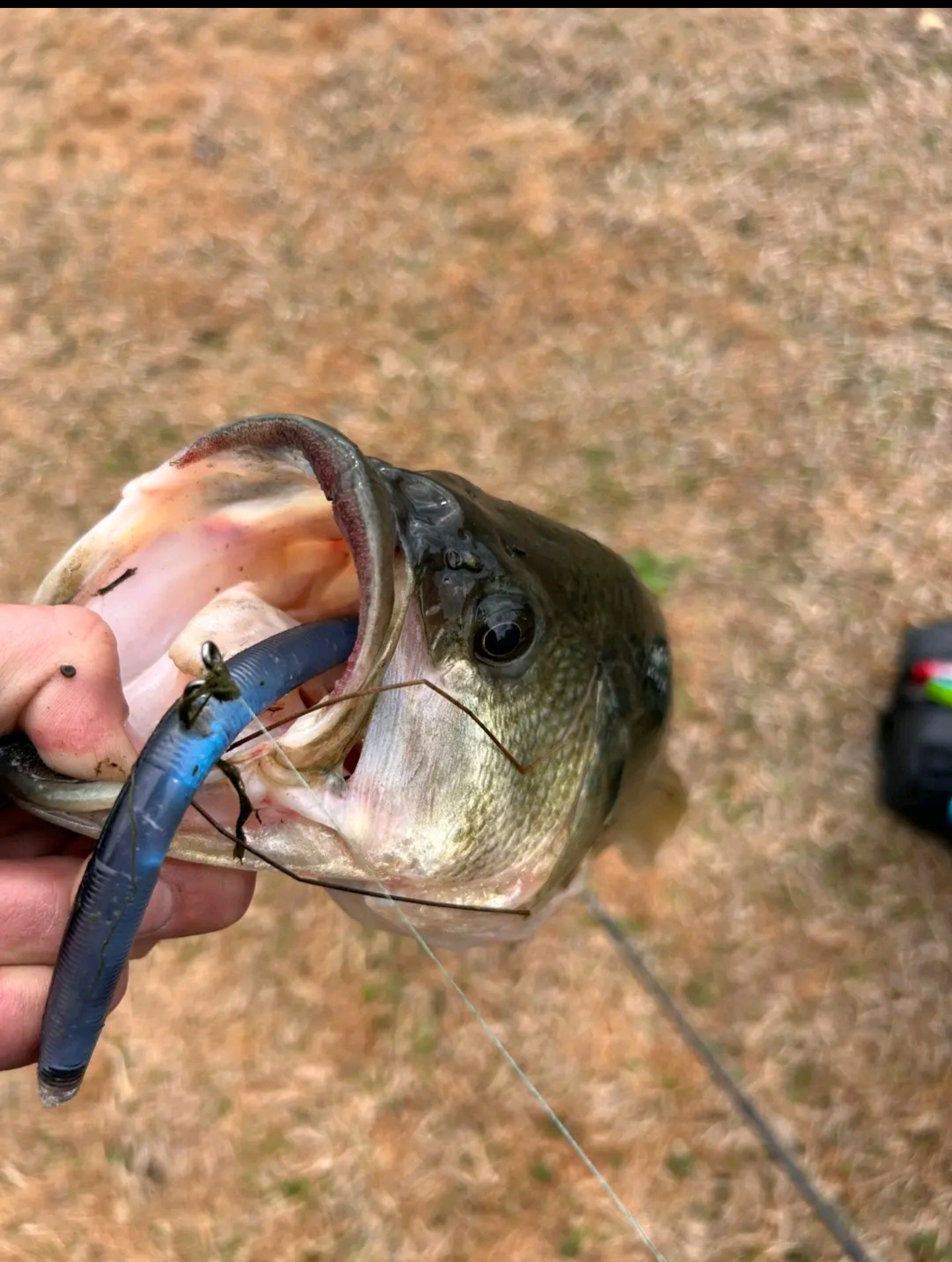 5" Domed Stick Worms in Dark Matter Color (5 pack)