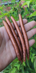 5" Stick Worms Copper Melon Color (8 pack)